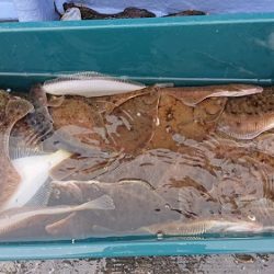 小樽港遊漁船ＳＨＡＫＥ 釣果