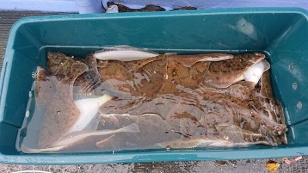 小樽港遊漁船ＳＨＡＫＥ 釣果