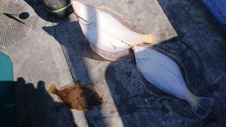 小樽港遊漁船ＳＨＡＫＥ 釣果