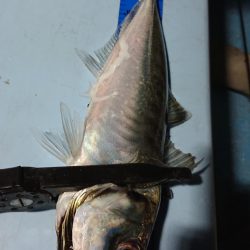 シースナイパー海龍 釣果