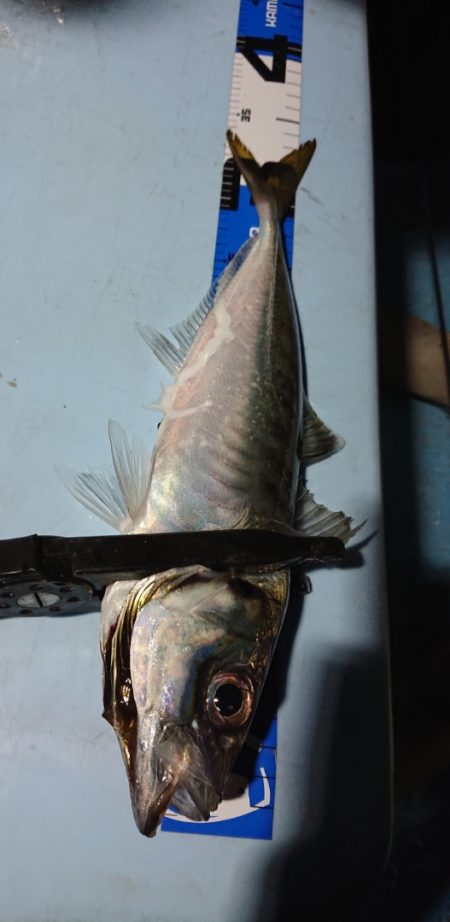 シースナイパー海龍 釣果