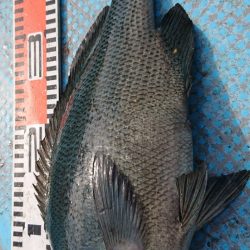 シースナイパー海龍 釣果