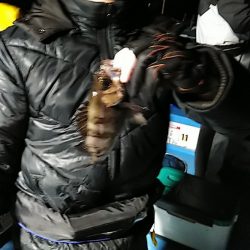 フィッシングガイド りょう 釣果