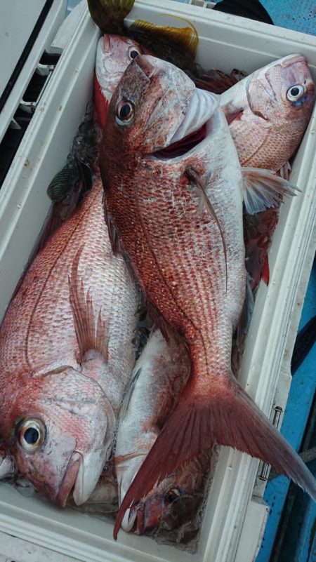 シースナイパー海龍 釣果