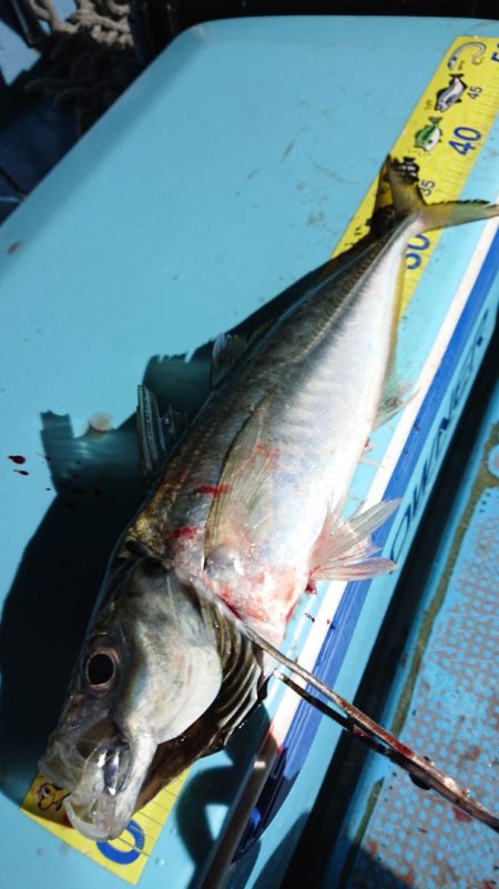 シースナイパー海龍 釣果