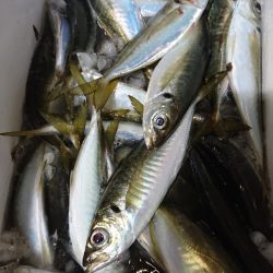 シースナイパー海龍 釣果