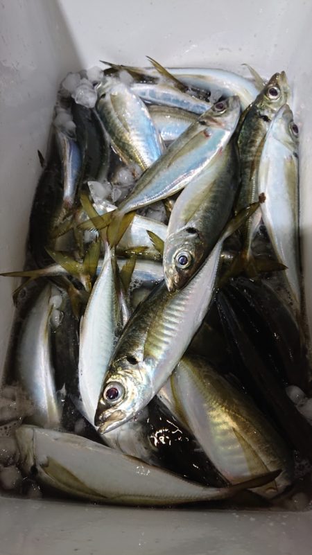 シースナイパー海龍 釣果