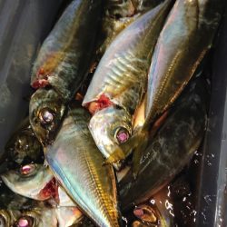 シースナイパー海龍 釣果