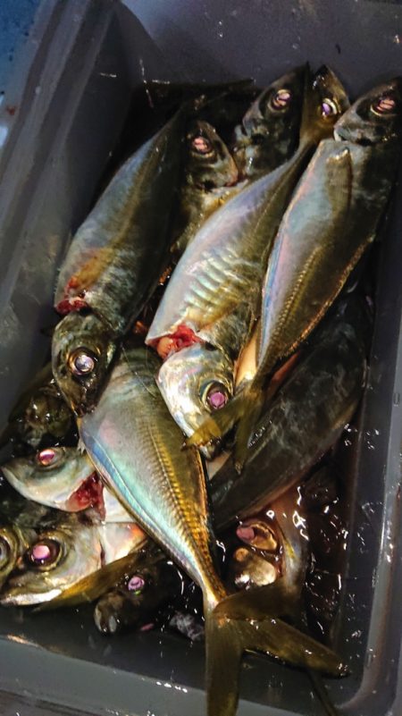 シースナイパー海龍 釣果