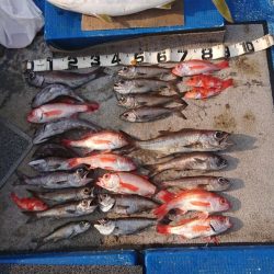 清和丸 釣果