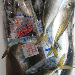 シースナイパー海龍 釣果