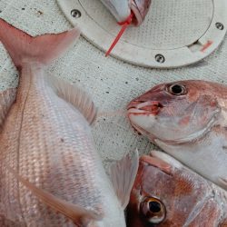 タイラバ遊漁船 ワンピース 釣果