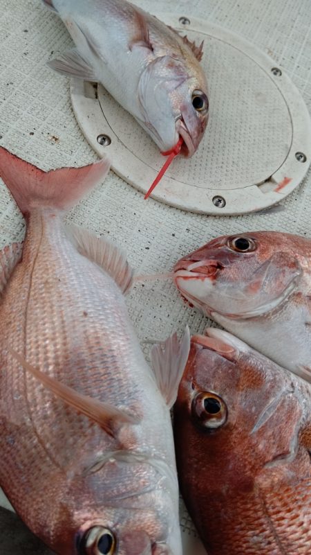 タイラバ遊漁船 ワンピース 釣果