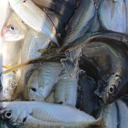 金沢八景鴨下丸 釣果