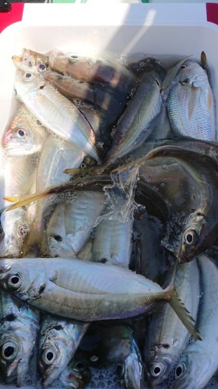 金沢八景鴨下丸 釣果