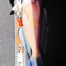 第二龍勢丸 釣果