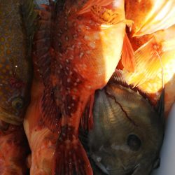 第二龍勢丸 釣果