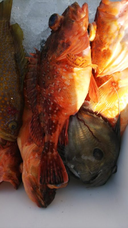 第二龍勢丸 釣果