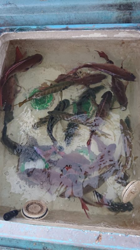 シースナイパー海龍 釣果