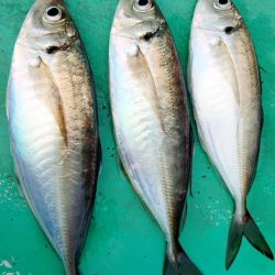 金沢八景鴨下丸 釣果