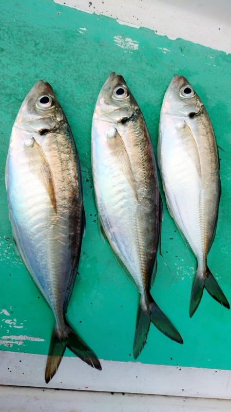 金沢八景鴨下丸 釣果