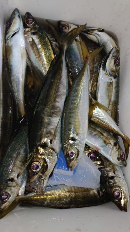 シースナイパー海龍 釣果