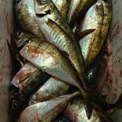 シースナイパー海龍 釣果