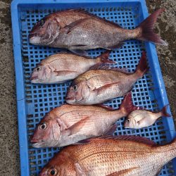 第三共栄丸 釣果