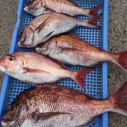 第三共栄丸 釣果