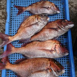 第三共栄丸 釣果