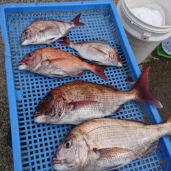 第三共栄丸 釣果