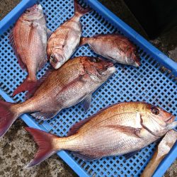 第三共栄丸 釣果