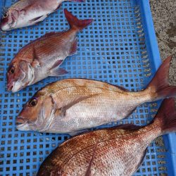 第三共栄丸 釣果