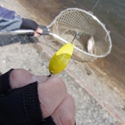 平谷湖フィッシングスポット 釣果