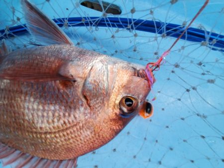 海晴丸 釣果