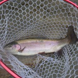 平谷湖フィッシングスポット 釣果