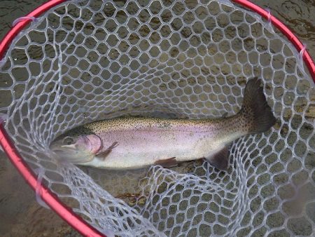 平谷湖フィッシングスポット 釣果