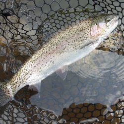 平谷湖フィッシングスポット 釣果