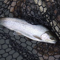 平谷湖フィッシングスポット 釣果