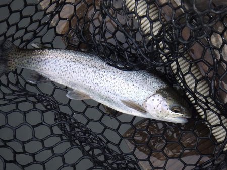 平谷湖フィッシングスポット 釣果