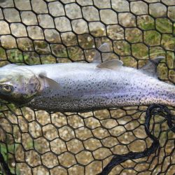 平谷湖フィッシングスポット 釣果