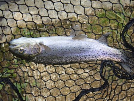 平谷湖フィッシングスポット 釣果