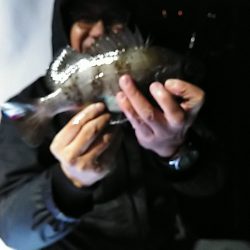 フィッシングガイド りょう 釣果