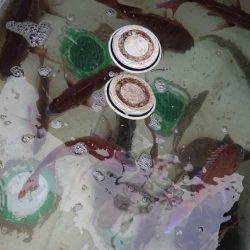 シースナイパー海龍 釣果