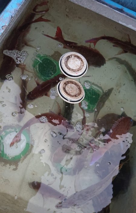 シースナイパー海龍 釣果