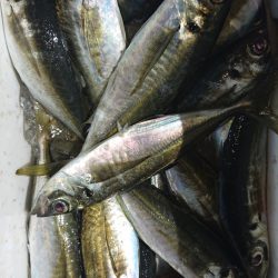 シースナイパー海龍 釣果