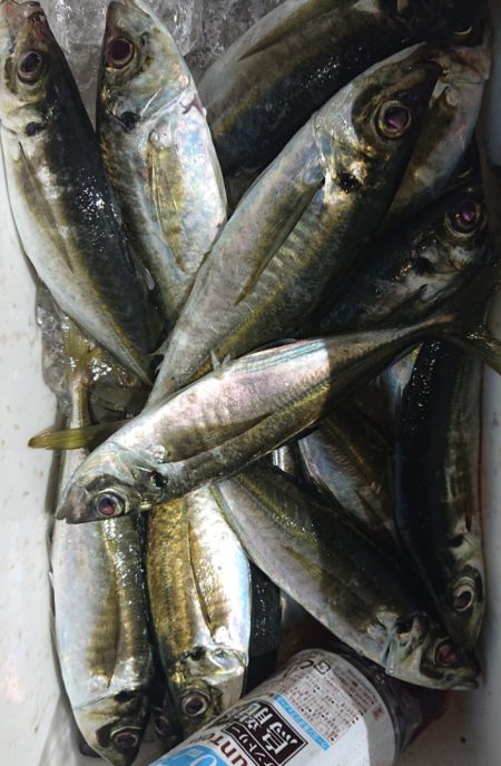 シースナイパー海龍 釣果