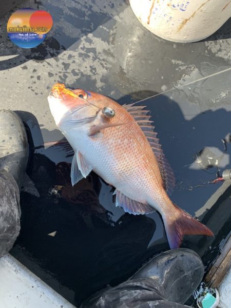 幕島丸 釣果