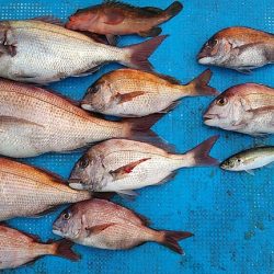 フィッシングガイド りょう 釣果