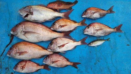 フィッシングガイド りょう 釣果